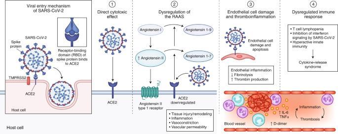 Doar ~ 1% din celulele pulmonare exprimă ACE2. În schimb, coroana proteică a ACE2 permite în mod eficient virusului să permeabilizeze sistemul vascular și alte țesuturi initial modificate.