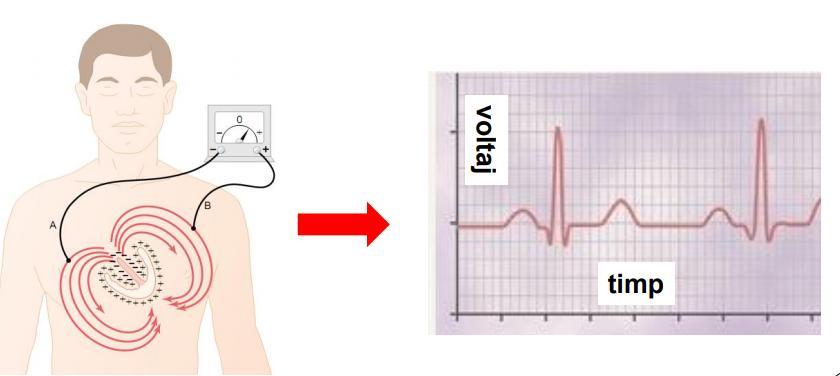 Fibrele miocardice genereaza variatii de potential electric pe parcursul fazelor activitatii cardiace.