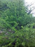 Lárice Oricare dintre numeroasele conifere din genul Larix, toate având frunze foioase ca nişte ace; lemnul arborelui de larice.