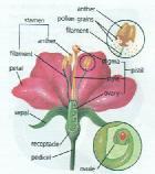 Perianth Floral shell consisting of calyx and corolla. Periant Înveliş floral alcătuit din caliciu şi corolă. Perianzio Involucro fiorale composto di calice e corolla.