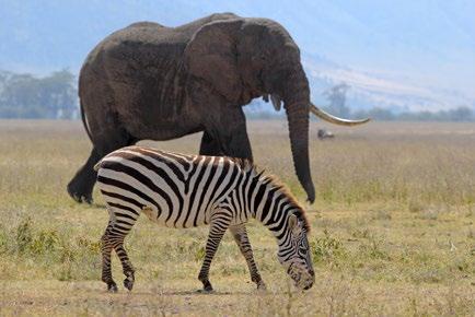 U1 L3 Rotunjirea numerelor naturale 5 365 kg Mateo, această zebră are aproape 400 kg. 385 kg Dar elefantul este uriaș!