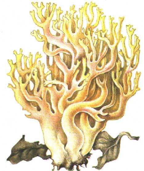 Creasta cocoşului - Ramaria (Clavaria) formosa rom. barba-caprei, burete-creţ, laba-ursului, meloşel, opintici, togmăgei engl. yellow coral fungus, goatsbeard, goat's beard, coral Clavaria fr.