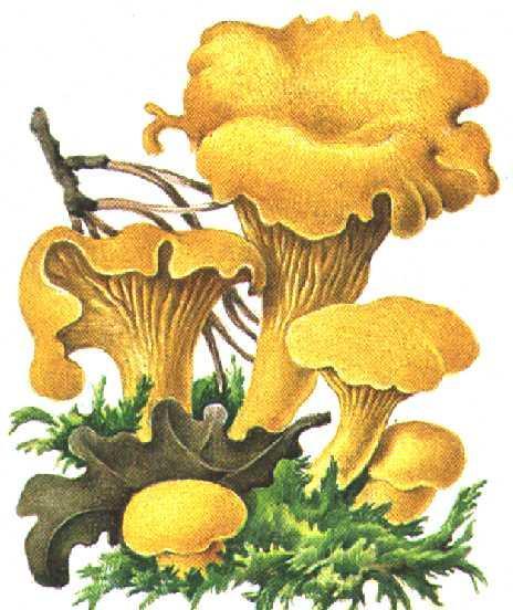 Gălbiorii - Cantharellus cibarius rom. bureţii galbeni, gălbenele, unghia babei, urechea babei, urechiuşă engl. chanterelle, chantarelle, yellow mushrooms fr.