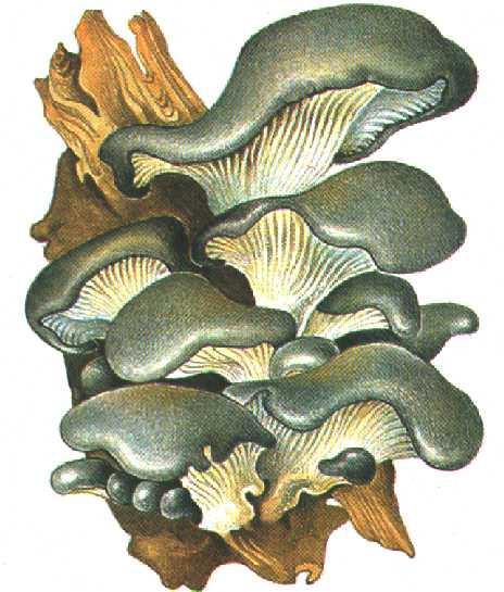 Păstrăvi de fag - Pleurotus ostreatus rom. burete negru, burete-păstrăv, găinuşa pădurii, negrişori, păstrăvi engl. oyster mushrooms fr.