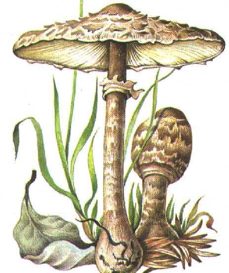 Pălăria şarpelui - Macrolepiota procera rom. buretele şerpesc, piciorul căprioarei engl. parasol mushroom fr.
