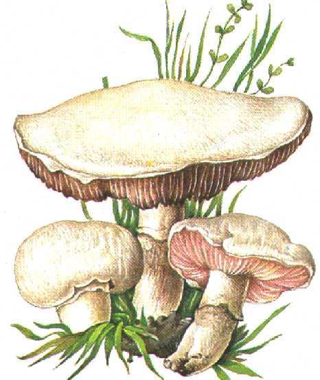 Ciuperca de bălegar - Psalliota campestris (Agaricus) rom.