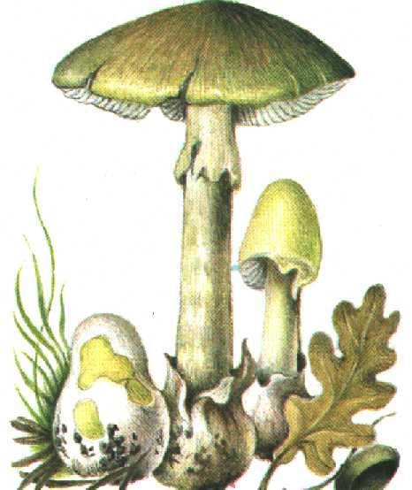 Buretele viperei - Amanita phalloides rom. buretele viperei, ciuperca albă engl. amanita fr.