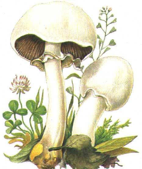 ± Ciuperca albă - Agaricus xanthodermus rom. ciuperca albă engl. fr.