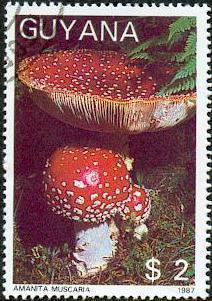 000 exemplare, 10 specii de ciuperci comestibile din ţara noastră, dintre cele mai răspândite.