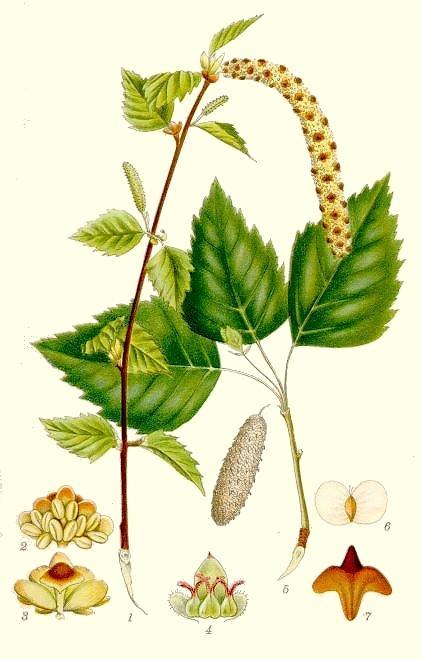 Mesteacănul - Betula verrucosa engl. silver birch fr.