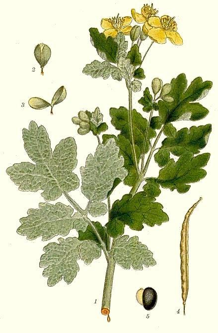 Rostopasca, negelariţa - Chelidonium majus engl. greater celandine fr.