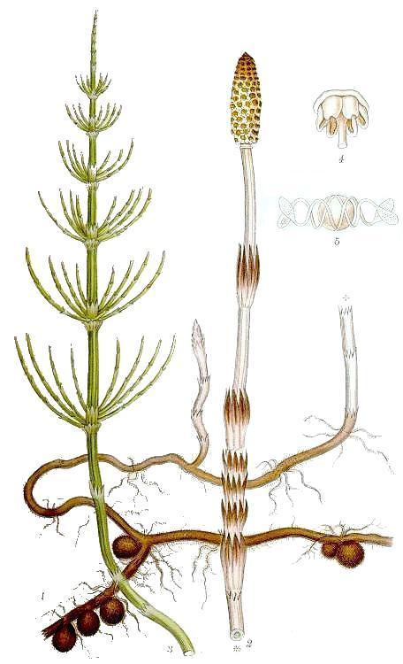 Coada calului - Equisetum arvense engl. common horsetail, field horsetail fr.
