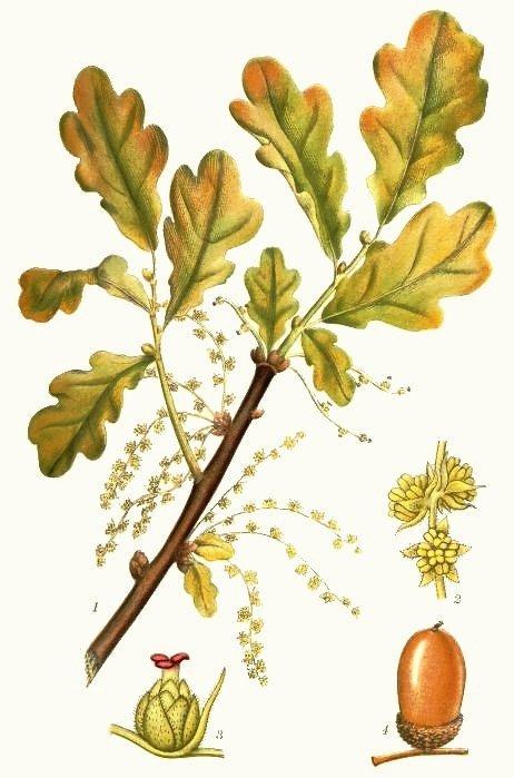 Stejar - Quercus robur engl. common oak, acorn tree fr.