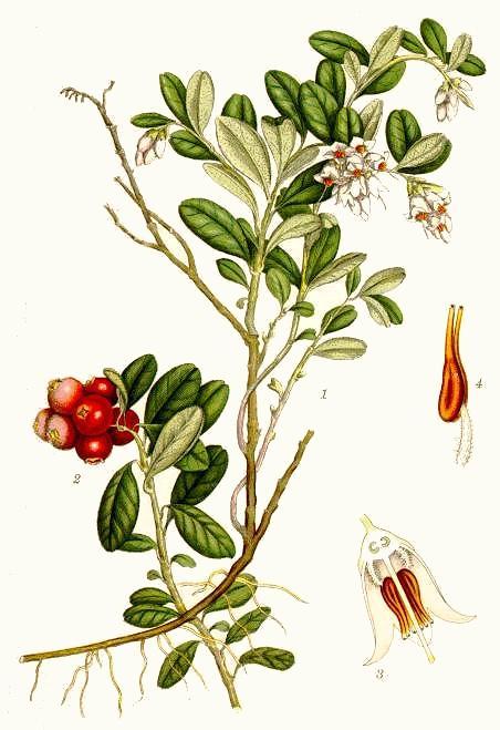 Merişorul - Vaccinium vitis idaea engl. cowberry fr.