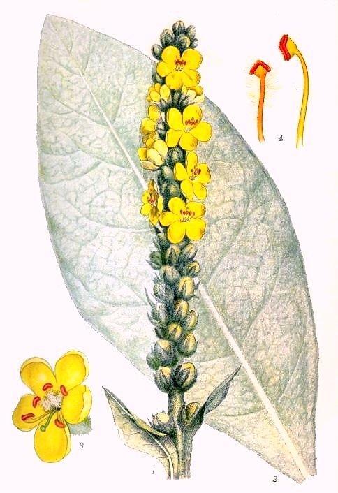 Lumânărică - Verbascum phlomoides engl. mullein fr.