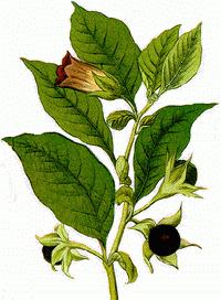 fructul: Mătrăguna - Atropa belladona engl. dwale fr.