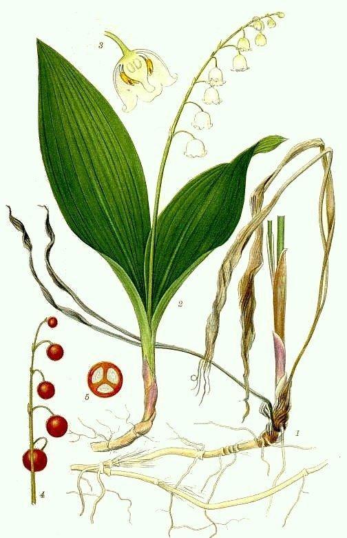 Lăcrimioare - Convallaria maialis engl. lily-of-the-valley, may lily fr.