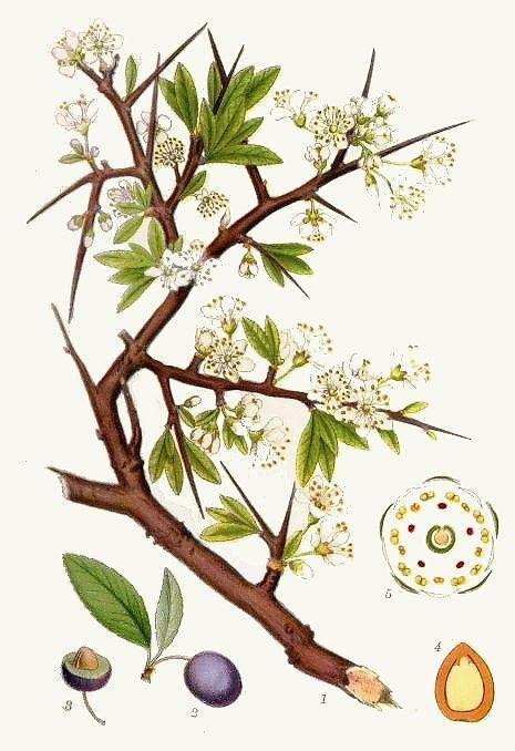 Porumbar - Prunus spinosa engl. sloe tree fr.