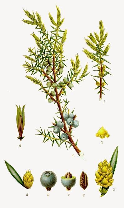 Ienupăr - Juniperus communis engl. common juniper fr.
