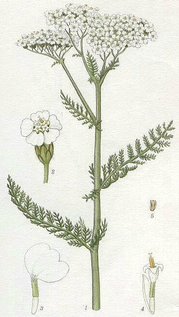 Coada şoricelului - Achillea millefolium engl. milfoil, yarrow fr.