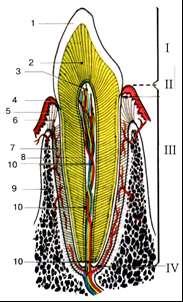 Gomfoza Structura dintelui (schemă): I corona dentis; II cervix dentis; III radix dentis; IV foramen apicis dentis.