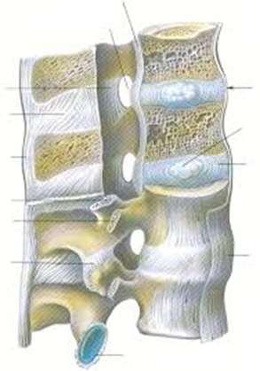 Coloana vertebrală În coloana vertebrală distingem: 122 de diartroze; sinartroze (26 sincondroze, 363