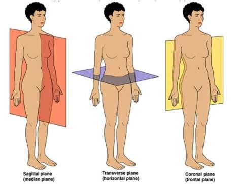 Planuri Planul mediosagital (median sau al simetriei bilaterale) planul determinat de ombilic și de axul longitudinal al corpului.