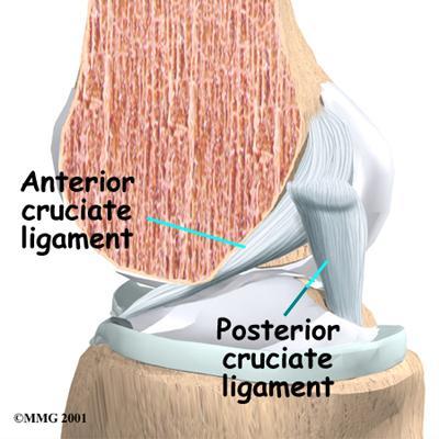 lateral (LCL).