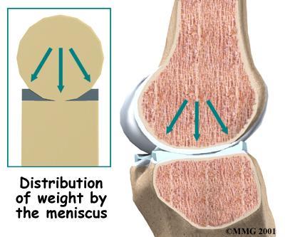 colaterale in plan anteroposterior (impiedica genunchiul sa fuga in fata sau in spate).