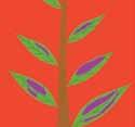 Unele plante, precum porumbul, pot prezenta o culoare purpurie sau roșcată pe frunzele inferioare și pe tulpini.
