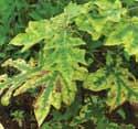 Deoarece potasiul este mobil în plantă, simptomele deficitare apar prima dată pe frunzele bătrâne. Plantele cu deficit de potasiu cresc lent și dezvoltă un sistem radicular slab.