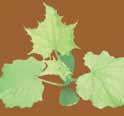 Deficiența de fier Fier Fe Deficiența de fier produce decolorarea instantanee a frunzelor de la vârful plantei în jos.