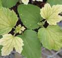 majore, cloroza se extinde la frunzele bătrâne. Deficiența severă poate duce la decolorarea plantei în galben până la alb.