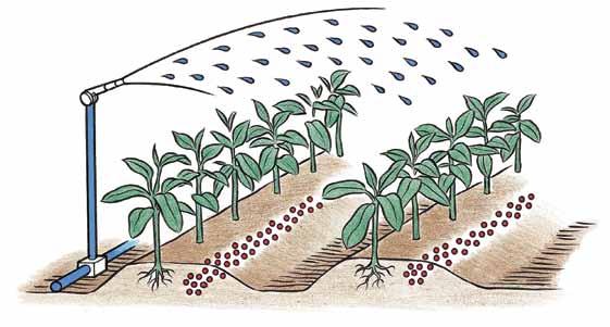 Fertilizarea foliară Fertilizarea foliară se recomandă ca aport suplimentar de nutrienți și niciodată ca înlocuitor al fertilizării de bază sau al fertirigării.