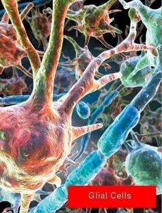 Celulele gliale Mai poartă și denumirea de celule nevroglice și au rolul de susținere a