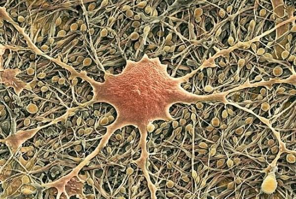 Celulele gliale Celulele gliale sau nevrogliile sunt capabile de diviziune, spre deosebire de neuron care nu este.