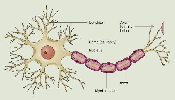 Neuronul Neuronul este unitatea structurala a sistemului nervos.