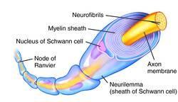 Teaca de mielină Este secretată de celulele gliale Schwann sau de oligodendrologie.