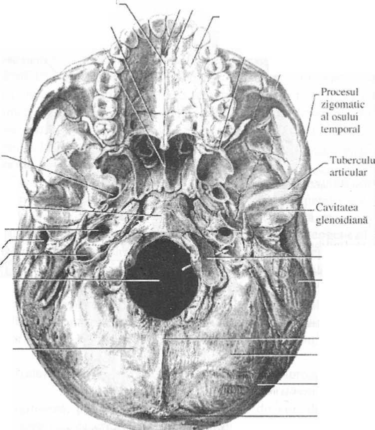 Mentionam si alte orificii mari, cum ar fi gaura jugulara prin care ies din craniu nervii glosofaringian, vag gi accesor, cat si vena jugulara interna, gaura rotunda, prin care iese nervul maxilar,