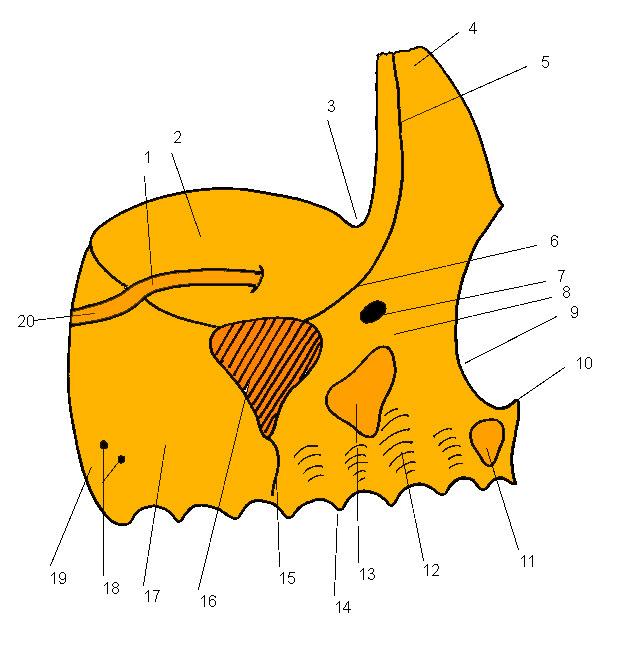 LP 3 OSUL MAXILAR CORPUL MAXILARULUI prezintă faţa anterioară, faţa infratemporală, faţa orbitală şi faţa nazală. În interior conţine o cavitate numită sinusul maxilar.