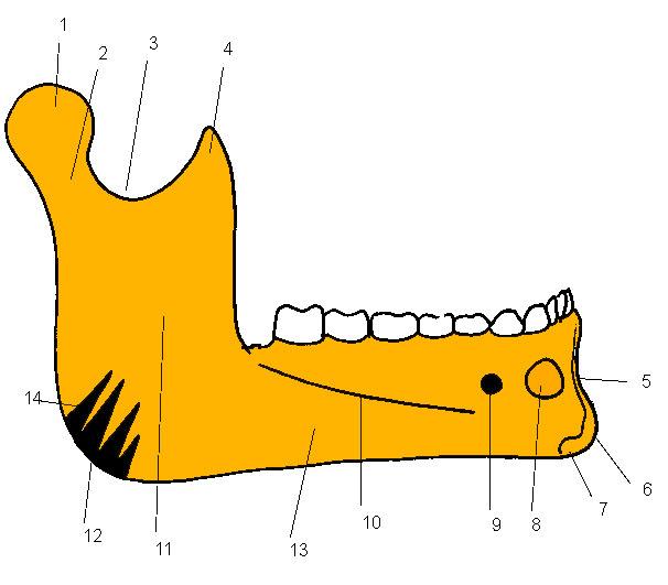 MANDIBULA Mandibula-vedere laterală 1. capul mandibulei; 2. colul mandibulei; 3. incizura mandibulei; 4. procesul coronoid; 5. simfiza mentală; 6. protuberanţa mentală; 7. tuberculul mental; 8.