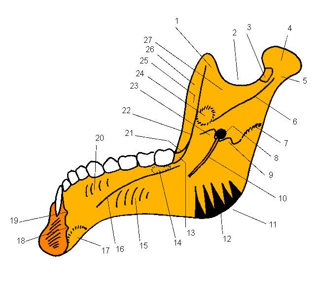 incizura mandibulei; 3. foseta pterigoidă; 4. capul mandibulei; 5. colul mandibulei; 6. creasta colului; 7. creasta pterigoidiană; 8. gaura mandibulei; 9. antilingula; 10. şanţul milohioidian; 11.