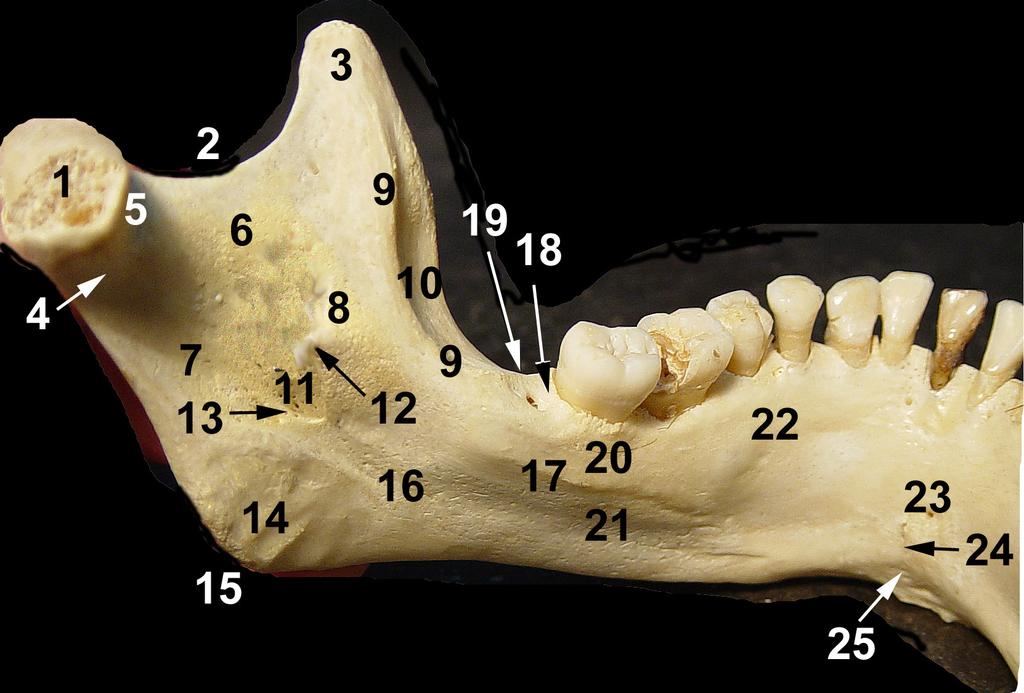 Mandibula-vedere medială 1. capul mandibulei; 2. incizura mandibulei; 3. procesul coronoid; 4. colul mandibulei; 5. foseta pterigoidă; 6. trigonul infraincizural Berg; 7. creasta colului; 8.