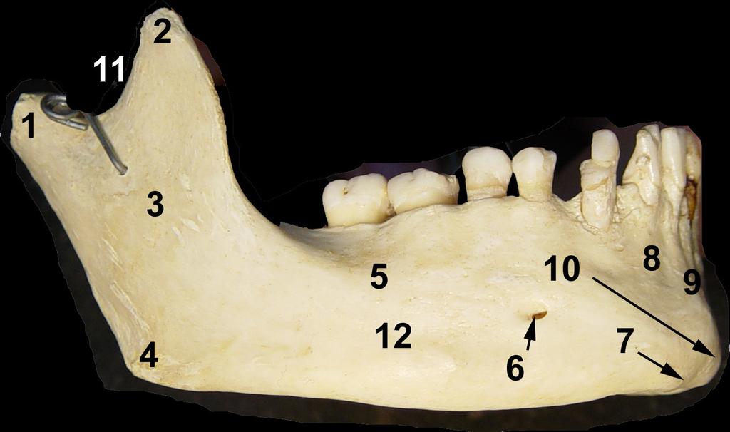 Procesul coronoid este situat în unghiul antero-superior al ramului mandibulei; este o lamă osoasă triunghiulară cu două feţe, două margini şi un vârf.