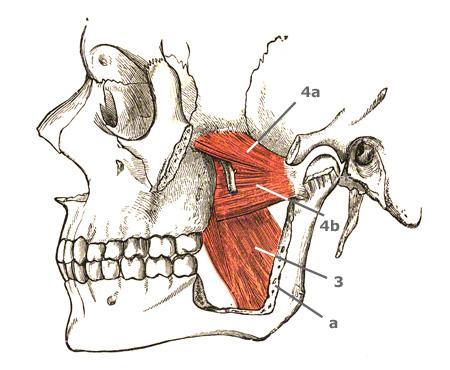 Fasciile capului Fascia interpterigoidiană Este o lamă fibroasă patrulateră; Dispusă între mm.pterigoidieni; Marginea posterioară a ei formează lig.sfenomandibular.