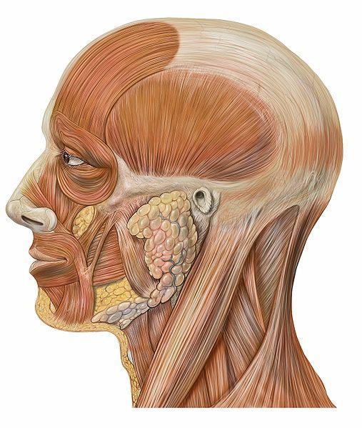 Fasciile capului Fascia bucofaringiană Acoperă m. buccinator; Continuă pe faţa laterală a m.