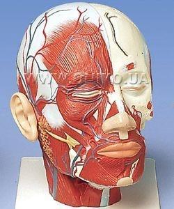 SOF şi SIF ale capului Sunt zone care pot fi destinse de procesul inflamator.