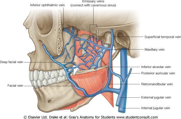 Spaţiile primare Spaţiul infratemporal Situat posterior de maxilă; Delimitat: Medial - lama laterală pterigoidiană; Superior - baza