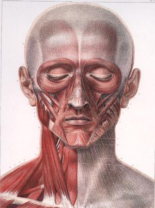 Spaţiile primare Spaţiul corpului mandibulei Spaţiu potenţial de clivaj între fascie şi os; Delimitat: Superior - inserţia foiţei cervicale I şi II pe corpul mandibulei; Inferior -