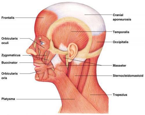 Clasificarea muşchilor capului Muşchi mimici Muşchi masticatori Se